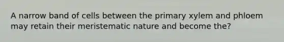 A narrow band of cells between the primary xylem and phloem may retain their meristematic nature and become the?