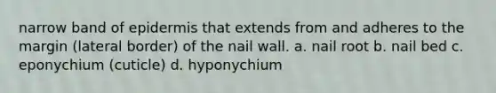 narrow band of epidermis that extends from and adheres to the margin (lateral border) of the nail wall. a. nail root b. nail bed c. eponychium (cuticle) d. hyponychium