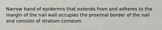 Narrow band of epidermis that extends from and adheres to the margin of the nail wall occupies the proximal border of the nail and consists of stratum corneum