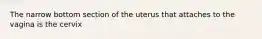 The narrow bottom section of the uterus that attaches to the vagina is the cervix