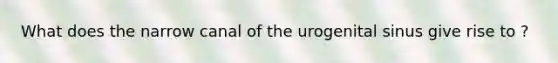 What does the narrow canal of the urogenital sinus give rise to ?