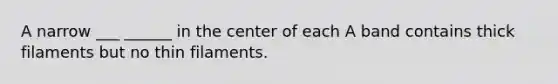 A narrow ___ ______ in the center of each A band contains thick filaments but no thin filaments.