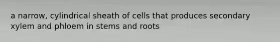 a narrow, cylindrical sheath of cells that produces secondary xylem and phloem in stems and roots