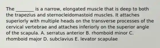 The ________ is a narrow, elongated muscle that is deep to both the trapezius and sternocleidomastoid muscles. It attaches superiorly with multiple heads on the transverse processes of the cervical vertebrae and attaches inferiorly on the superior angle of the scapula. A. serratus anterior B. rhomboid minor C. rhomboid major D. subclavius E. levator scapulae