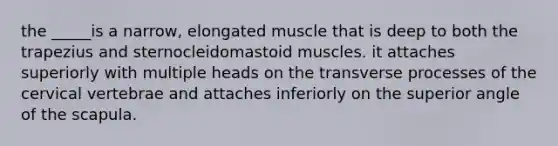 the _____is a narrow, elongated muscle that is deep to both the trapezius and sternocleidomastoid muscles. it attaches superiorly with multiple heads on the transverse processes of the cervical vertebrae and attaches inferiorly on the superior angle of the scapula.