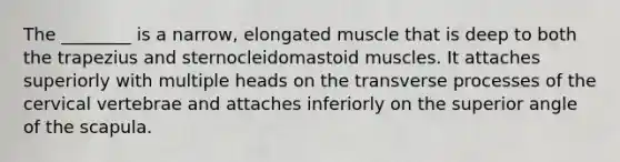 The ________ is a narrow, elongated muscle that is deep to both the trapezius and sternocleidomastoid muscles. It attaches superiorly with multiple heads on the transverse processes of the cervical vertebrae and attaches inferiorly on the superior angle of the scapula.