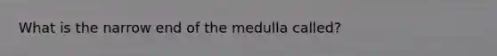 What is the narrow end of the medulla called?