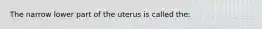 The narrow lower part of the uterus is called the: