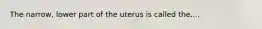 The narrow, lower part of the uterus is called the....