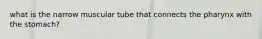 what is the narrow muscular tube that connects the pharynx with the stomach?