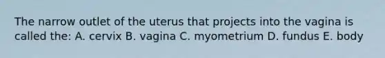 The narrow outlet of the uterus that projects into the vagina is called the: A. cervix B. vagina C. myometrium D. fundus E. body