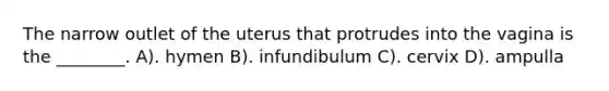 The narrow outlet of the uterus that protrudes into the vagina is the ________. A). hymen B). infundibulum C). cervix D). ampulla