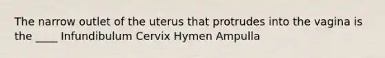 The narrow outlet of the uterus that protrudes into the vagina is the ____ Infundibulum Cervix Hymen Ampulla