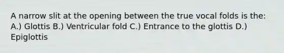 A narrow slit at the opening between the true vocal folds is the: A.) Glottis B.) Ventricular fold C.) Entrance to the glottis D.) Epiglottis