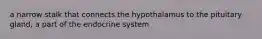 a narrow stalk that connects the hypothalamus to the pituitary gland, a part of the endocrine system