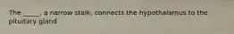 The _____, a narrow stalk, connects the hypothalamus to the pituitary gland