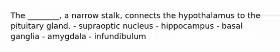 The ________, a narrow stalk, connects the hypothalamus to the pituitary gland. - supraoptic nucleus - hippocampus - basal ganglia - amygdala - infundibulum