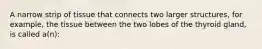 A narrow strip of tissue that connects two larger structures, for example, the tissue between the two lobes of the thyroid gland, is called a(n):