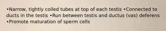 •Narrow, tightly coiled tubes at top of each testis •Connected to ducts in the testis •Run between testis and ductus (vas) deferens •Promote maturation of sperm cells