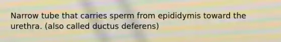 Narrow tube that carries sperm from epididymis toward the urethra. (also called ductus deferens)