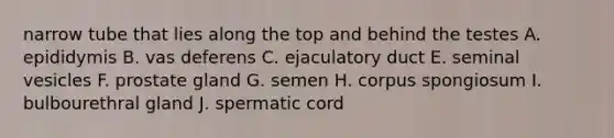 narrow tube that lies along the top and behind the testes A. epididymis B. vas deferens C. ejaculatory duct E. seminal vesicles F. prostate gland G. semen H. corpus spongiosum I. bulbourethral gland J. spermatic cord