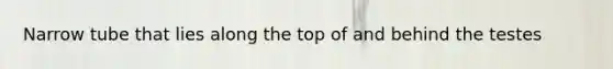 Narrow tube that lies along the top of and behind the testes