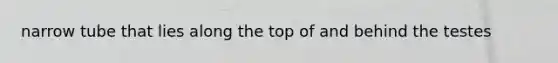 narrow tube that lies along the top of and behind the testes