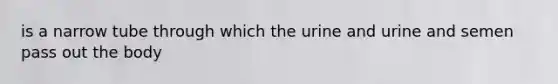 is a narrow tube through which the urine and urine and semen pass out the body