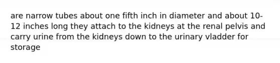 are narrow tubes about one fifth inch in diameter and about 10-12 inches long they attach to the kidneys at the renal pelvis and carry urine from the kidneys down to the urinary vladder for storage