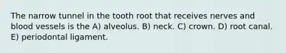 The narrow tunnel in the tooth root that receives nerves and blood vessels is the A) alveolus. B) neck. C) crown. D) root canal. E) periodontal ligament.