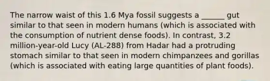 The narrow waist of this 1.6 Mya fossil suggests a ______ gut similar to that seen in modern humans (which is associated with the consumption of nutrient dense foods). In contrast, 3.2 million-year-old Lucy (AL-288) from Hadar had a protruding stomach similar to that seen in modern chimpanzees and gorillas (which is associated with eating large quantities of plant foods).