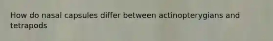 How do nasal capsules differ between actinopterygians and tetrapods