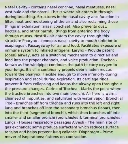 Nasal Cavity - contains nasal conchae, nasal meatuses, nasal vestibule and the nostril. This is where air enters in through during breathing. Structures in the nasal cavity also function in filter, heat and moistening of the air and also reclaiming those things in exhalation (nasal conchae). Also prevents dust, bacteria, and other harmful things from entering the body through mucus. Nostril - air enters the cavity through this structure Pharynx - connects nasal cavity to mouth (inferior to esophagus). Passageway for air and food. Facilitates exposure of immune system to inhaled antigens. Larynx - Provide patent (open) airway, acts as a switching mechanism to direct air and food into the proper channels, and voice production. Trachea - Known as the windpipe; continues the path to carry oxygen to your lungs. It's cilia continually propels debris-laden mucus toward the pharynx. Flexible enough to move inferiorly during inspiration and recoil during expiration. Its cartilage rings prevent it from collapsing and keeps the airway open throughout the pressure changes. Carina of Trachea - Marks the point where the trachea branches into two main bronchi. Air here is warm, cleansed of impurities, and saturated with water vapor. Bronchial Tree - Branches off from trachea and runs into the left and right lung and branches off into the secondary bronchus (lobar), then into the third (segmental bronchi), which then branches off into smaller and smaller bronchi (bronchioles & terminal bronchioles) Lungs - Houses respiratory passages Alveoli - The main site of gas exchange; some produce surfactant which reduces surface tension and helps prevent lung collapse. Diaphragm - Prime mover of isnpirations; flattens on contraction.