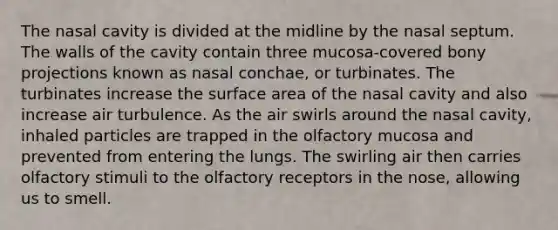 The nasal cavity is divided at the midline by the nasal septum. The walls of the cavity contain three mucosa-covered bony projections known as nasal conchae, or turbinates. The turbinates increase the surface area of the nasal cavity and also increase air turbulence. As the air swirls around the nasal cavity, inhaled particles are trapped in the olfactory mucosa and prevented from entering the lungs. The swirling air then carries olfactory stimuli to the olfactory receptors in the nose, allowing us to smell.