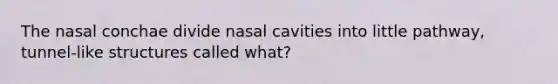 The nasal conchae divide nasal cavities into little pathway, tunnel-like structures called what?