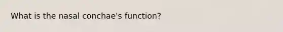 What is the nasal conchae's function?