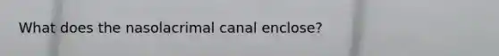 What does the nasolacrimal canal enclose?