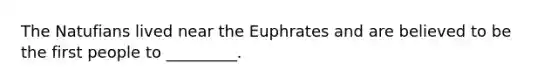 The Natufians lived near the Euphrates and are believed to be the first people to _________.