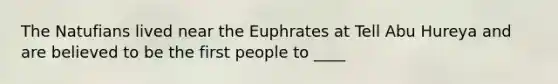 The Natufians lived near the Euphrates at Tell Abu Hureya and are believed to be the first people to ____