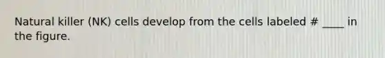 Natural killer (NK) cells develop from the cells labeled # ____ in the figure.