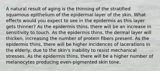 A natural result of aging is the thinning of the stratified squamous epithelium of the epidermal layer of the skin. What effects would you expect to see in the epidermis as this layer gets thinner? As the epidermis thins, there will be an increase in sensitivity to touch. As the epidermis thins, the dermal layer will thicken, increasing the number of protein fibers present. As the epidermis thins, there will be higher incidences of lacerations in the elderly, due to the skin's inability to resist mechanical stresses. As the epidermis thins, there will be a higher number of melanocytes producing even-pigmented skin tone.