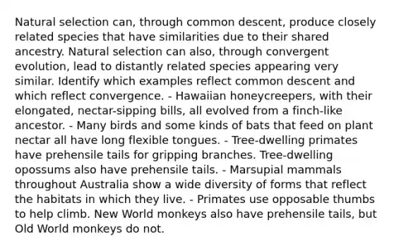 Natural selection can, through common descent, produce closely related species that have similarities due to their shared ancestry. Natural selection can also, through convergent evolution, lead to distantly related species appearing very similar. Identify which examples reflect common descent and which reflect convergence. - Hawaiian honeycreepers, with their elongated, nectar-sipping bills, all evolved from a finch-like ancestor. - Many birds and some kinds of bats that feed on plant nectar all have long flexible tongues. - Tree-dwelling primates have prehensile tails for gripping branches. Tree-dwelling opossums also have prehensile tails. - Marsupial mammals throughout Australia show a wide diversity of forms that reflect the habitats in which they live. - Primates use opposable thumbs to help climb. New World monkeys also have prehensile tails, but Old World monkeys do not.