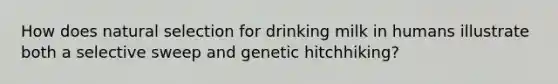 How does natural selection for drinking milk in humans illustrate both a selective sweep and genetic hitchhiking?