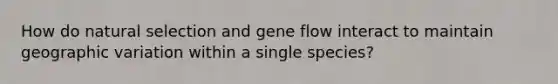 How do natural selection and gene flow interact to maintain geographic variation within a single species?