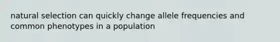 natural selection can quickly change allele frequencies and common phenotypes in a population