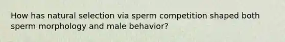 How has natural selection via sperm competition shaped both sperm morphology and male behavior?