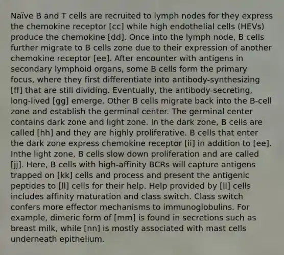 Naïve B and T cells are recruited to lymph nodes for they express the chemokine receptor [cc] while high endothelial cells (HEVs) produce the chemokine [dd]. Once into the lymph node, B cells further migrate to B cells zone due to their expression of another chemokine receptor [ee]. After encounter with antigens in secondary lymphoid organs, some B cells form the primary focus, where they first differentiate into antibody-synthesizing [ff] that are still dividing. Eventually, the antibody-secreting, long-lived [gg] emerge. Other B cells migrate back into the B-cell zone and establish the germinal center. The germinal center contains dark zone and light zone. In the dark zone, B cells are called [hh] and they are highly proliferative. B cells that enter the dark zone express chemokine receptor [ii] in addition to [ee]. Inthe light zone, B cells slow down proliferation and are called [jj]. Here, B cells with high-affinity BCRs will capture antigens trapped on [kk] cells and process and present the antigenic peptides to [ll] cells for their help. Help provided by [ll] cells includes affinity maturation and class switch. Class switch confers more effector mechanisms to immunoglobulins. For example, dimeric form of [mm] is found in secretions such as breast milk, while [nn] is mostly associated with mast cells underneath epithelium.