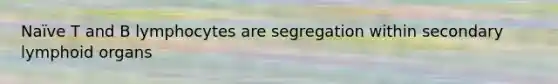 Naïve T and B lymphocytes are segregation within secondary lymphoid organs