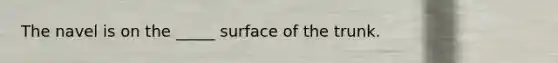 The navel is on the _____ surface of the trunk.