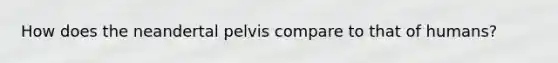 How does the neandertal pelvis compare to that of humans?